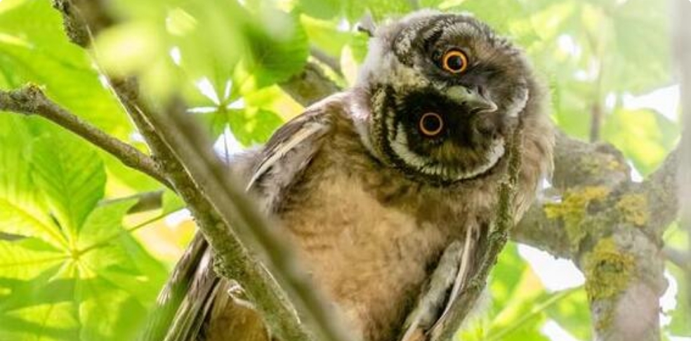 owl turning its head